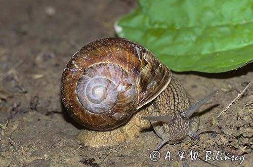Ślimak winniczek, Helix pomatia
