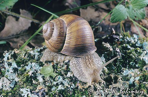 Ślimak winniczek, Helix pomatia