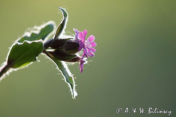 Bniec czerwony, lepnica czerwona, lepnica dwupienna, Melandrium rubrum