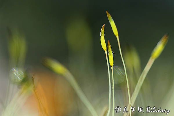 Płonnik pospolity, Polytrichum commune