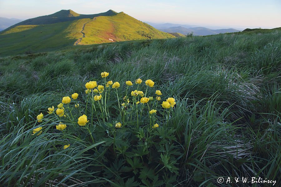 pełniki na Połoninie Wetlińskiej, Bieszczady, pełnik alpejski Trollius altissimus