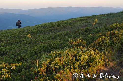 o świcie na Połoninie Wetlińskiej, Bieszczady