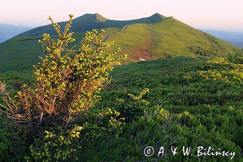 o świcie na Połoninie Wetlińskiej, Bieszczady