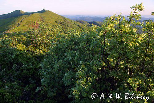 o świcie na Połoninie Wetlińskiej, Bieszczady