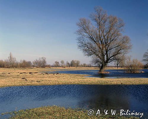 wiosenne rozlewiska Bugu Nadbużański Park Krajobrazowy