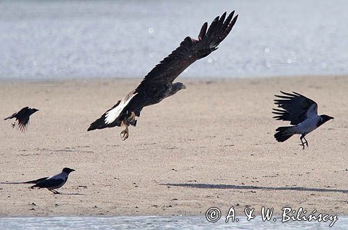 bielik, Haliaeetus albicilla, nad Wisłą, na łasze wiślanej