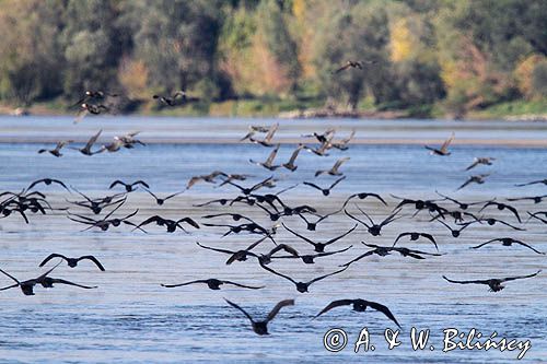 Kormorany czarne, Phalacrocorax carbo