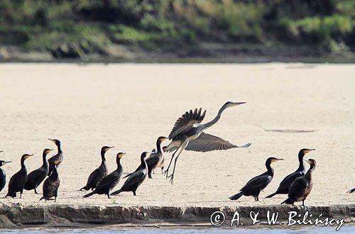 Kormorany czarne, Phalacrocorax carbo i czapla siwa, Ardea cinerea na łasze wiślanej