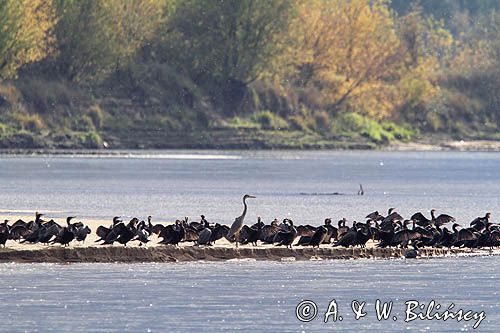 Kormorany czarne, Phalacrocorax carbo i czapla siwa, Ardea cinerea na łasze wiślanej