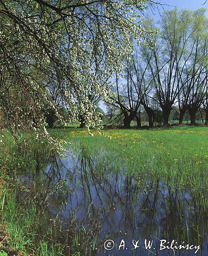 wiosenne rozlewiska Wisły, nadwiślańskie wierzby i kaczeńce, okolice Suchodołu koło Wyszogrodu, Mazowsze