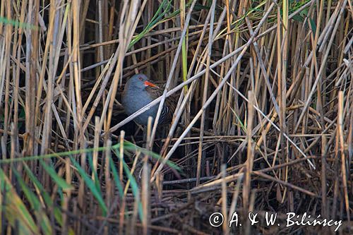 Wodnik zwyczajny, wodnik, Rallus aquaticus