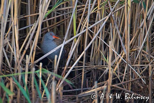 Wodnik zwyczajny, wodnik, Rallus aquaticus