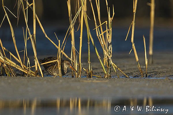 Wodnik zwyczajny, wodnik, Rallus aquaticus