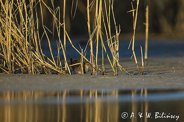 Wodnik zwyczajny, wodnik, Rallus aquaticus