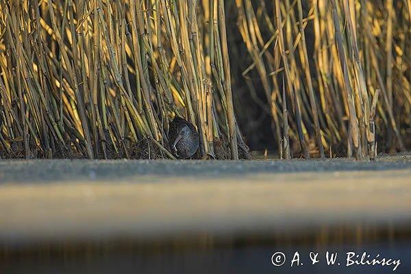 Wodnik zwyczajny, wodnik, Rallus aquaticus