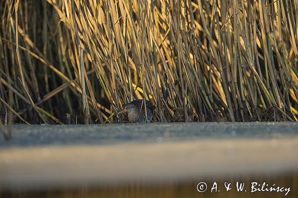 Wodnik zwyczajny, wodnik, Rallus aquaticus