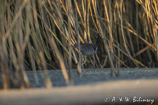 Wodnik zwyczajny, wodnik, Rallus aquaticus