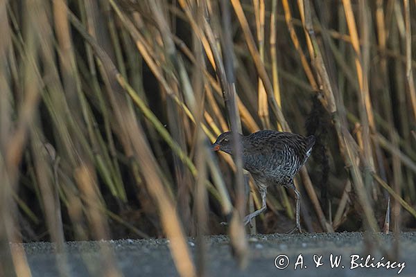 Wodnik zwyczajny, wodnik, Rallus aquaticus