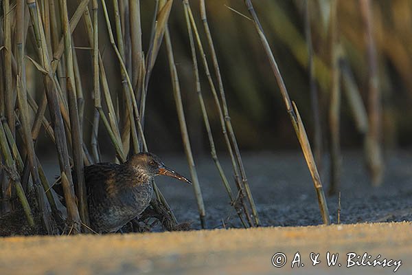 Wodnik zwyczajny, wodnik, Rallus aquaticus