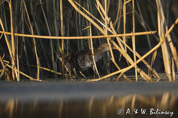 Wodnik zwyczajny, wodnik, Rallus aquaticus