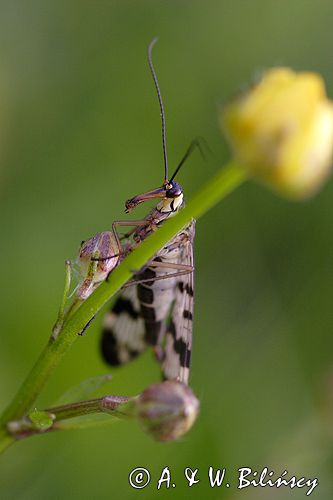 Wojsiłka pospolita / Panorpa communis /