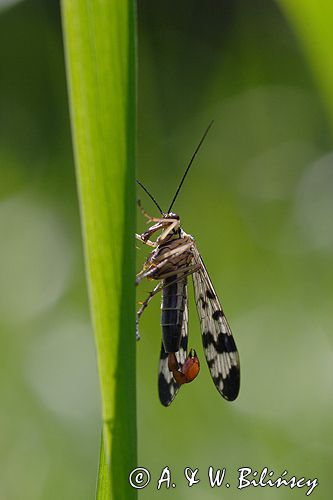 Wojsiłka pospolita / Panorpa communis / samiec