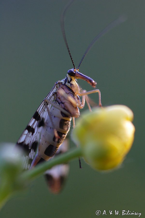 Wojsiłka pospolita / Panorpa communis /