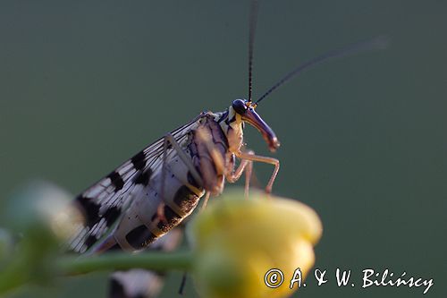 Wojsiłka pospolita / Panorpa communis /