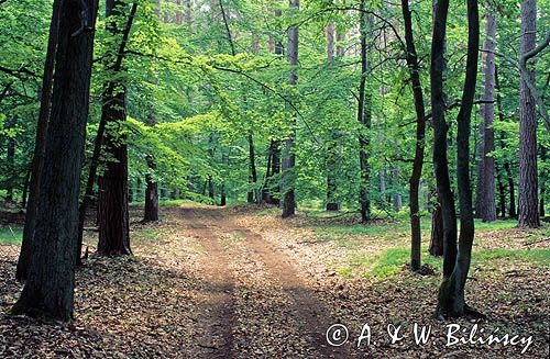 Woliński Park Narodowy, Wyspa Wolin