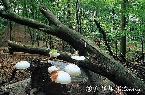 Woliński Park Narodowy, monetka kleista, Oudemansiella mucida