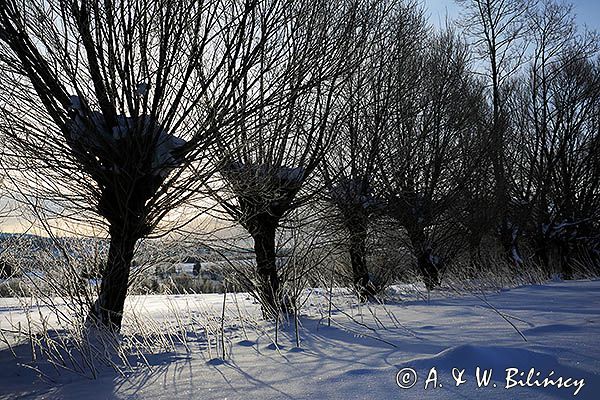 Wierzby głowiaste, poranek w Worku Bieszczadzkim, Bieszczady