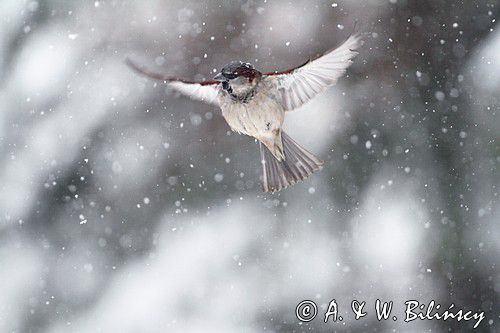 Wróbel zwyczajny, wróbel domowy, wróbel, jagodnik, Passer domesticus