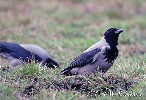 wrony siwe, Wrona, wrona siwa, Corvus cornix