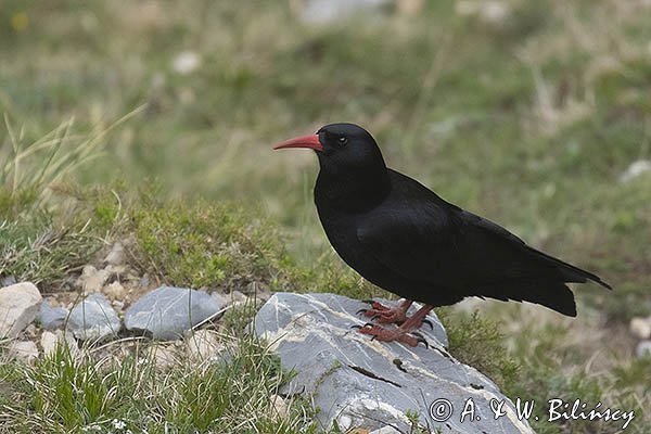 Wrończyk, Pyrrhocorax pyrrhocorax, Park Narodowy Picos de Europa, Kantabria, Hiszpania