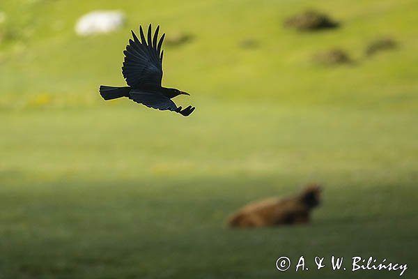 Wrończyk, Pyrrhocorax pyrrhocorax, Park Narodowy Picos de Europa, Asturia, Hiszpania