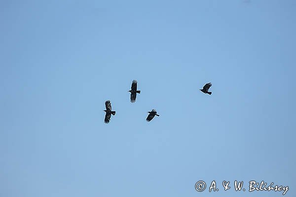 Wrończyk, Pyrrhocorax pyrrhocorax, Park Narodowy Picos de Europa, Asturia, Hiszpania