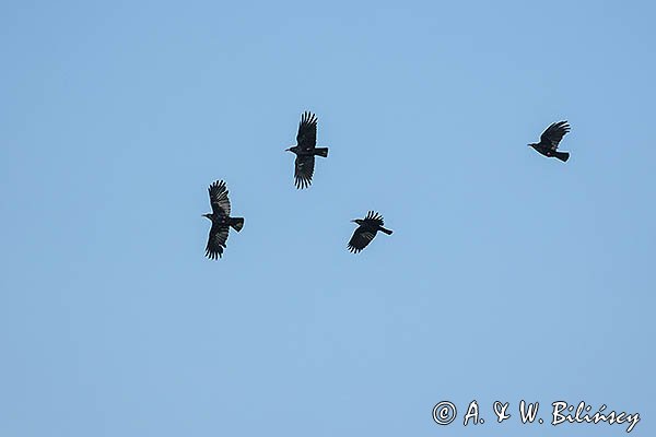 Wrończyk, Pyrrhocorax pyrrhocorax, Park Narodowy Picos de Europa, Asturia, Hiszpania