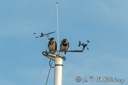 Wrony na topie masztu, Corvus cornix, wrona siwa