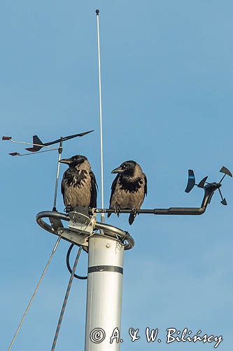 Wrony na topie masztu, Corvus cornix, wrona siwa