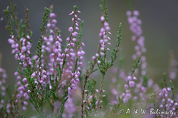 Wrzos zwyczajny, wrzos pospolity, Calluna vulgaris