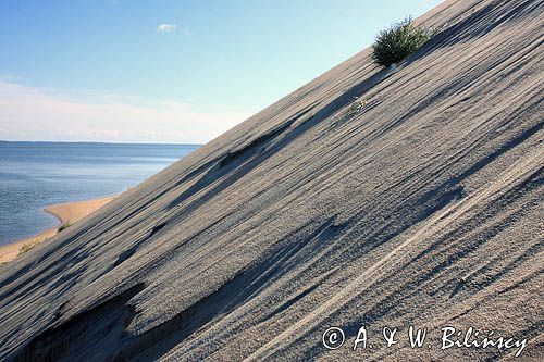 Neringa, Wydma na Mierzei Kurońskiej, Zalew Kuroński, Park Narodowy Mierzei Kurońskiej, Litwa Neringa, diunes, Curonian Spit, Coronian Lagoon, Curonian Spit National Park, Lithuania