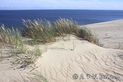 Neringa, Wydma na Mierzei Kurońskiej, Zalew Kuroński, Park Narodowy Mierzei Kurońskiej, Litwa Neringa, diunes, Curonian Spit, Coronian Lagoon, Curonian Spit National Park, Lithuania