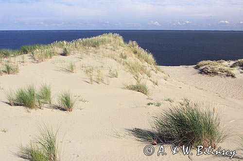 Neringa, Wydma na Mierzei Kurońskiej, Zalew Kuroński, Park Narodowy Mierzei Kurońskiej, Litwa Neringa, diunes, Curonian Spit, Coronian Lagoon, Curonian Spit National Park, Lithuania