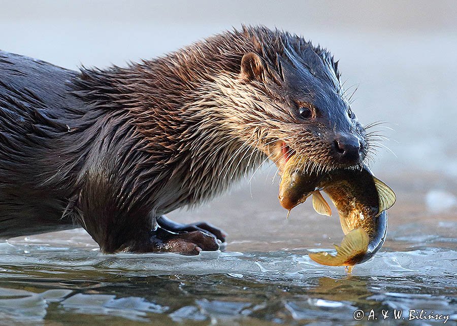 Wydra Lutra lutra, Otter, Bieszczady, Poland