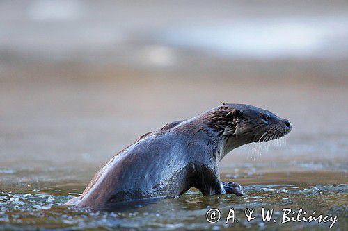 Wydra, Lutra lutra, otter, Bieszczady, Poland