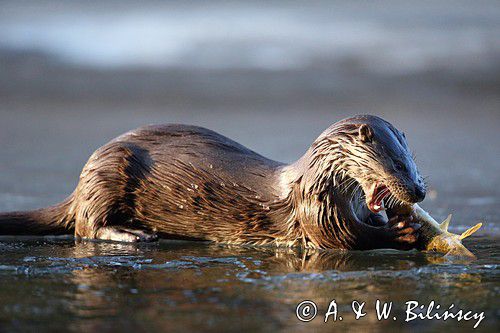 Wydra na Sanie. Otter on San river.