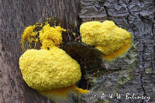 Wykwit piankowaty, Fuligo septica