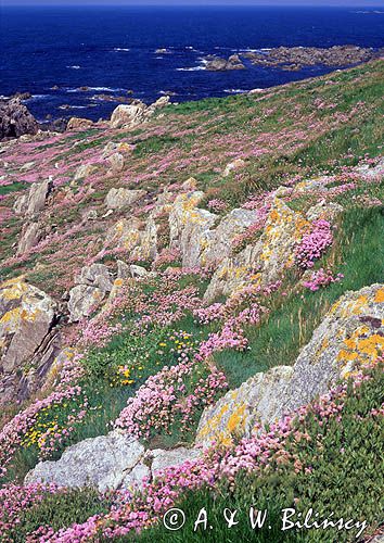 Wyspa Lihou w okolicach Guernsey) Channel Islands - Wyspy Normandzkie