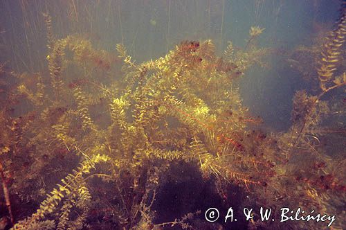 Wywłócznik kłosowy Myriophyllum spicatum)