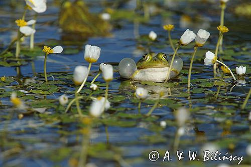 żaba zielona z rezonatorami, Rana sp, jaskier wodny, Ranunculus aquatilis